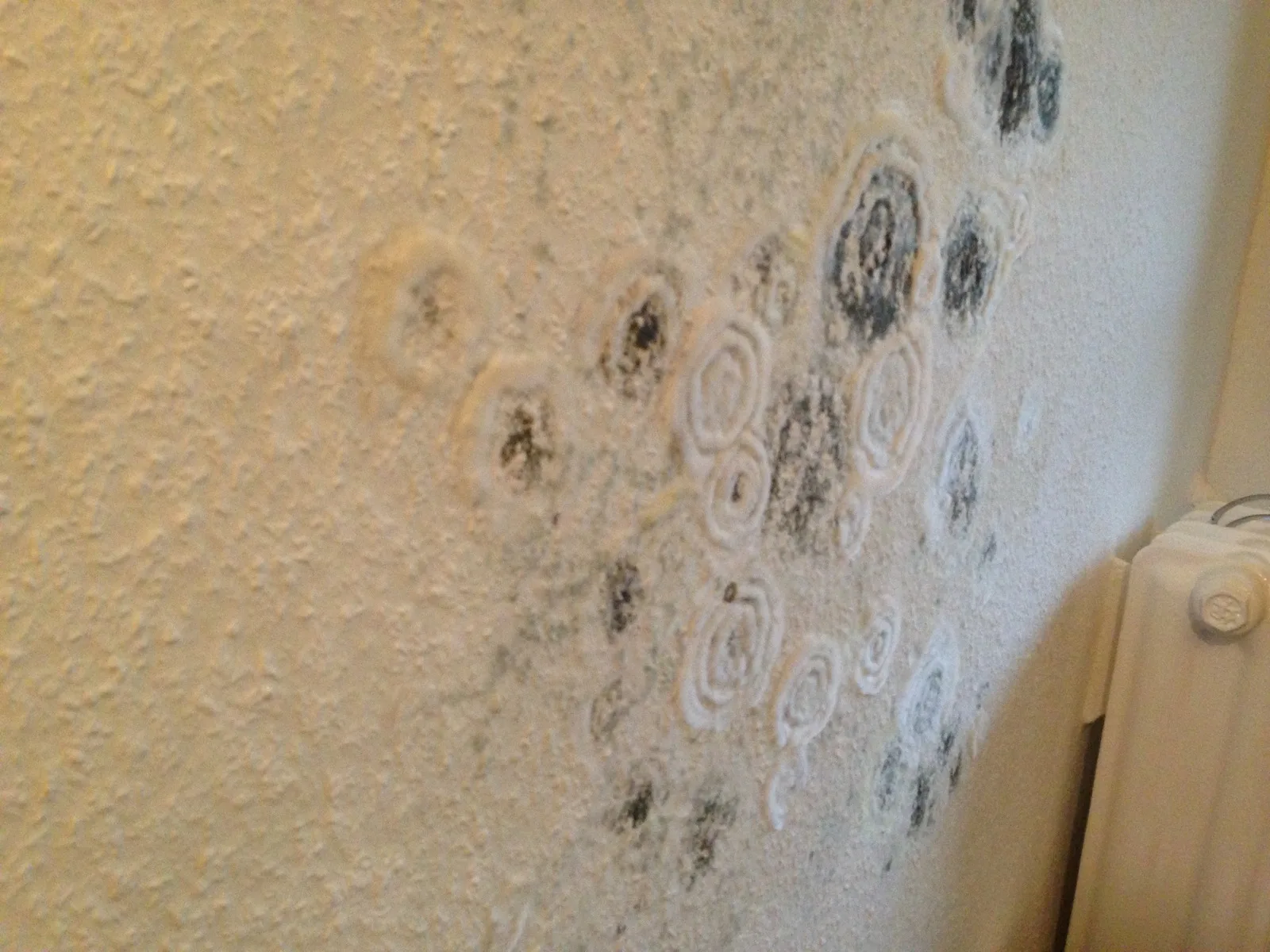 Detailaufnahme Schimmelbefall